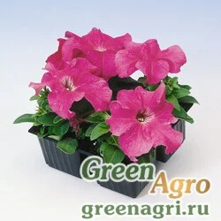 Семена Петуния крупноцветковая (Petunia grandiflora) "Tango F1" (pink) raw 5000 шт.