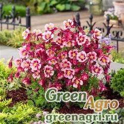 Семена Аквилегия гибридная (Aquilegia hybrida) "Earlybird" (red white) raw 100 шт.