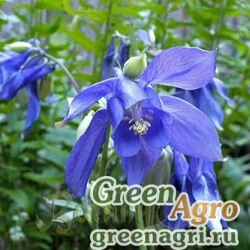 Семена Аквилегия альпийская (Aquilegia alpina) 10 г