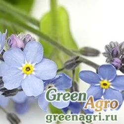 Семена Незабудка продолговатая (Myosotis oblongata) "Blue Bird" (blue) 20 г