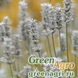 Семена Лаванда многонадрезная (Lavandula multifida) "Minty Ice Torch" raw 1000 шт.