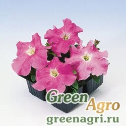 Семена Петуния крупноцветковая (Petunia grandiflora) "Tango F1" (rose) raw 5000 шт.