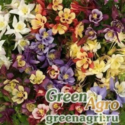 Семена Аквилегия гибридная (Aquilegia hybrida) "Earlybird" (mix) raw 100 шт.