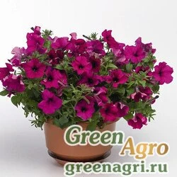 Семена Петуния ампельная гибридная (Petunia x hybrida) "Amore Mio F1" (purple) raw 1000 шт.
