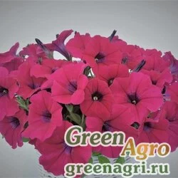 Семена Петуния ампельная гибридная (Petunia x hybrida) "Amore Mio F1" (red) pelleted 1000 шт.