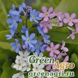 Семена Незабудка Мон Ами Микс 1000 шт