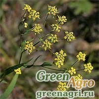 Семена Володушка козелецевидная (Bupleurum scorzonerifolium) 1.2 гр.