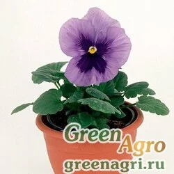 Семена Виола Виттрока ампельная (Viola wittrockiana) "Plentifall F1" (lavender blue) raw 100 шт.