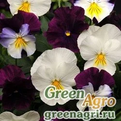 Семена Виола Виттрока ампельная (Viola wittrockiana) "Cool Wave F1" (mix) primed 100 шт.