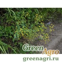 Семена Володушка Комарова (Bupleurum komarovianum) 3 гр.