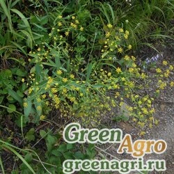 Семена Володушка Комарова (Bupleurum komarovianum) 3 гр.