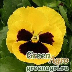 Семена Виола Виттрока (Viola wittrockiana) "Magnum F1" (yellow blotch) raw 1000 шт.