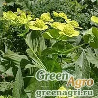 Семена Володушка длиннолучевая золотистая (Bupleurum longiradiatum ssp.aureum) 10 гр.