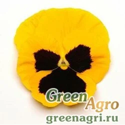 Семена Виола Виттрока (Viola wittrockiana) "Matrix f1" (yellow blotch) raw 300 уп