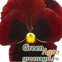 Семена Виола Виттрока (Viola wittrockiana) "Clear Crystals" (wine-red) Raw 10 гр.
