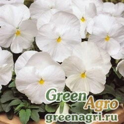 Семена Виола виттрока (Viola wittrockiana) "Clear Crystals" (white) raw 10 гр.