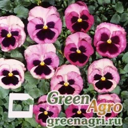 Семена Виола Виттрока (Viola wittrockiana) "Acquarelle F1" (gelato raspberry) raw 1000 шт.