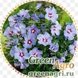 Семена Виола виттрока (Viola wittrockiana) "Designer collection F1" (blue bird) raw 1000 шт.