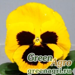 Семена Виола Виттрока (Viola wittrockiana) "Italia F1" (yellow w/blotch) raw 1000 шт.