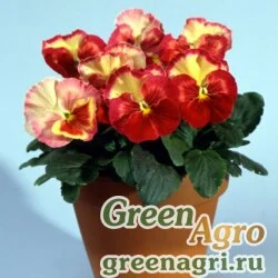 Семена Виола Виттрока (Viola wittrockiana) "Acquarelle F1" (gelato salmon red) raw 1000 шт.