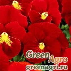 Семена Виола Виттрока (Viola wittrockiana) "Clear Crystals" (scarlet) Raw 10 гр.
