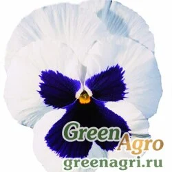 Семена Виола Виттрока (Viola wittrockiana) "Italia F1" (white w/blotch) raw 1000 шт.