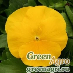 Семена Виола Виттрока (Viola wittrockiana) "Magnum F1" (yellow) raw 1000 шт.