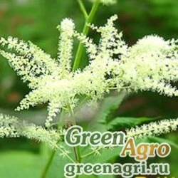 Семена Волжанка камчатская (Aruncus kamtschaticus) 0.5 гр.