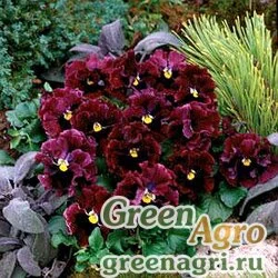 Семена Виола Виттрока махровая (Viola wittrockiana) "Frizzle Sizzle F1" (burgundy) raw 100 шт.