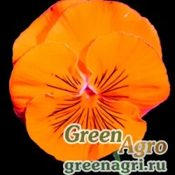 Семена Виола Виттрока (Viola wittrockiana) "Acquarelle Felix  F1" (apricot) Raw 1000 шт.