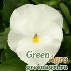 Семена Виола Виттрока (Viola wittrockiana) "Magnum F1" (pure white) raw 1000 шт.