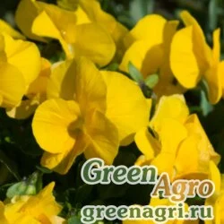 Семена Виола Виттрока (Viola wittrockiana) "Clear Crystals" (yellow) Raw 10 гр.
