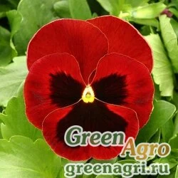 Семена Виола Виттрока (Viola wittrockiana) "Magnum F1" (red blotch) raw 1000 шт.