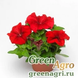Семена Петуния крупноцветковая (генетически компактная) (Petunia grandiflora) "Duvet F1" (red) pelleted 1000 шт.