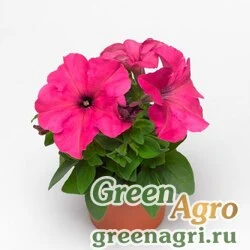 Семена Петуния крупноцветковая (генетически компактная) (Petunia grandiflora) "Duvet F1" (pink) pelleted 1000 шт.