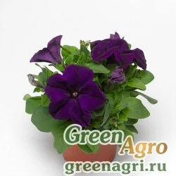 Семена Петуния крупноцветковая (генетически компактная) (Petunia grandiflora) "Duvet F1" (blue) pelleted 1000 шт.