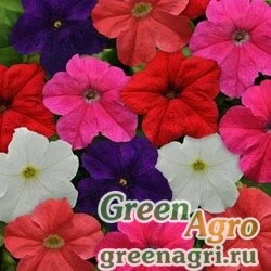 Семена Петуния крупноцветковая (генетически компактная) (Petunia grandiflora) "Ez Rider F1" (mix) pelleted 1000 шт.