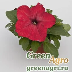 Семена Петуния крупноцветковая (генетически компактная) (Petunia grandiflora) "Espresso grande F1" (red) raw 1000 шт.