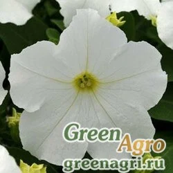 Семена Петуния крупноцветковая (генетически компактная) (Petunia grandiflora) "Ez Rider F1" (white) pelleted 1000 шт.