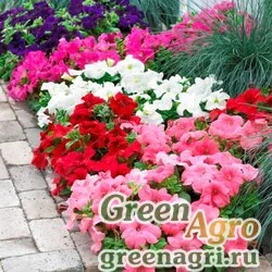 Семена Петуния крупноцветковая (генетически компактная) (Petunia grandiflora) "Duvet F1" (mix) pelleted 1000 шт.