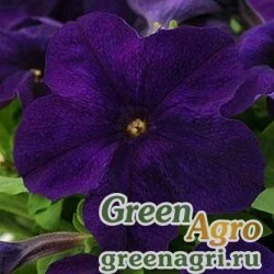 Семена Петуния крупноцветковая (генетически компактная) (Petunia grandiflora) "Ez Rider F1" (blue) pelleted 1000 шт.
