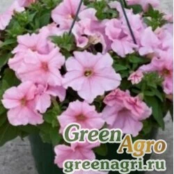 Семена Петуния крупноцветковая (генетически компактная) (Petunia grandiflora) "Espresso Grande F1" (peach) raw 1000 шт.