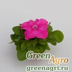 Семена Петуния крупноцветковая (генетически компактная) (Petunia grandiflora) "Espresso Grande F1" (pink) raw 1000 шт.