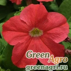 Семена Петуния крупноцветковая (генетически компактная) (Petunia grandiflora) "Ez Rider F1" (salmon deep) pelleted 1000 шт.