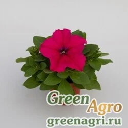 Семена Петуния крупноцветковая (генетически компактная) (Petunia grandiflora) "Espresso Grande F1" (deep rose) raw 1000 шт.