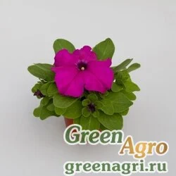 Семена Петуния крупноцветковая (генетически компактная) (Petunia grandiflora) "Espresso Grande F1" (purple) raw 1000 шт.