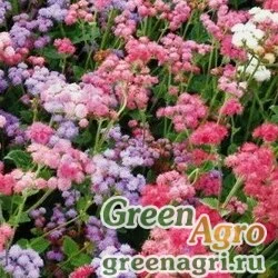 Семена Агератум Весенние капели  (упак-50 гр.)