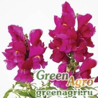 Семена Львиный зев (Антирринум) большой (Antirrhinum majus) 