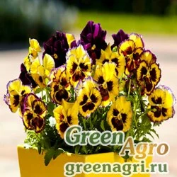 Семена Виола Фризл Сизл Лемонберри 100шт