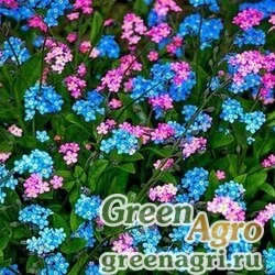 Семена Незабудка Мон Ами Микс 100шт